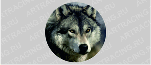 наклейка на запасное колесо звери цветные "Волк"вид №2